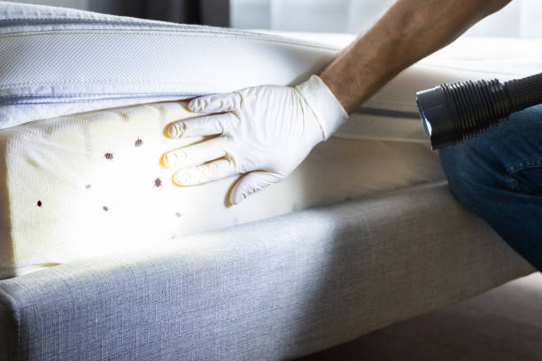 Best Affordable Pest Control Services  in Mountain View Acres, CA