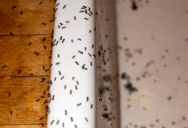 Best Affordable Pest Control Services  in Mountain View Acres, CA