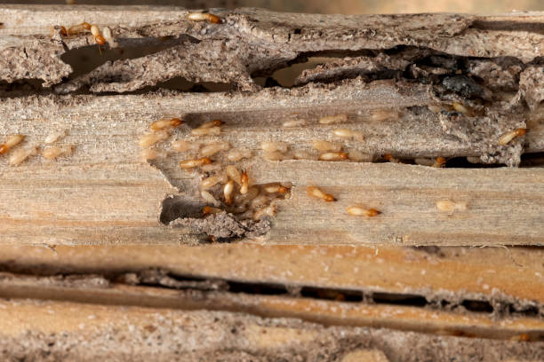 Best Termite Control Services  in Mountain View Acres, CA